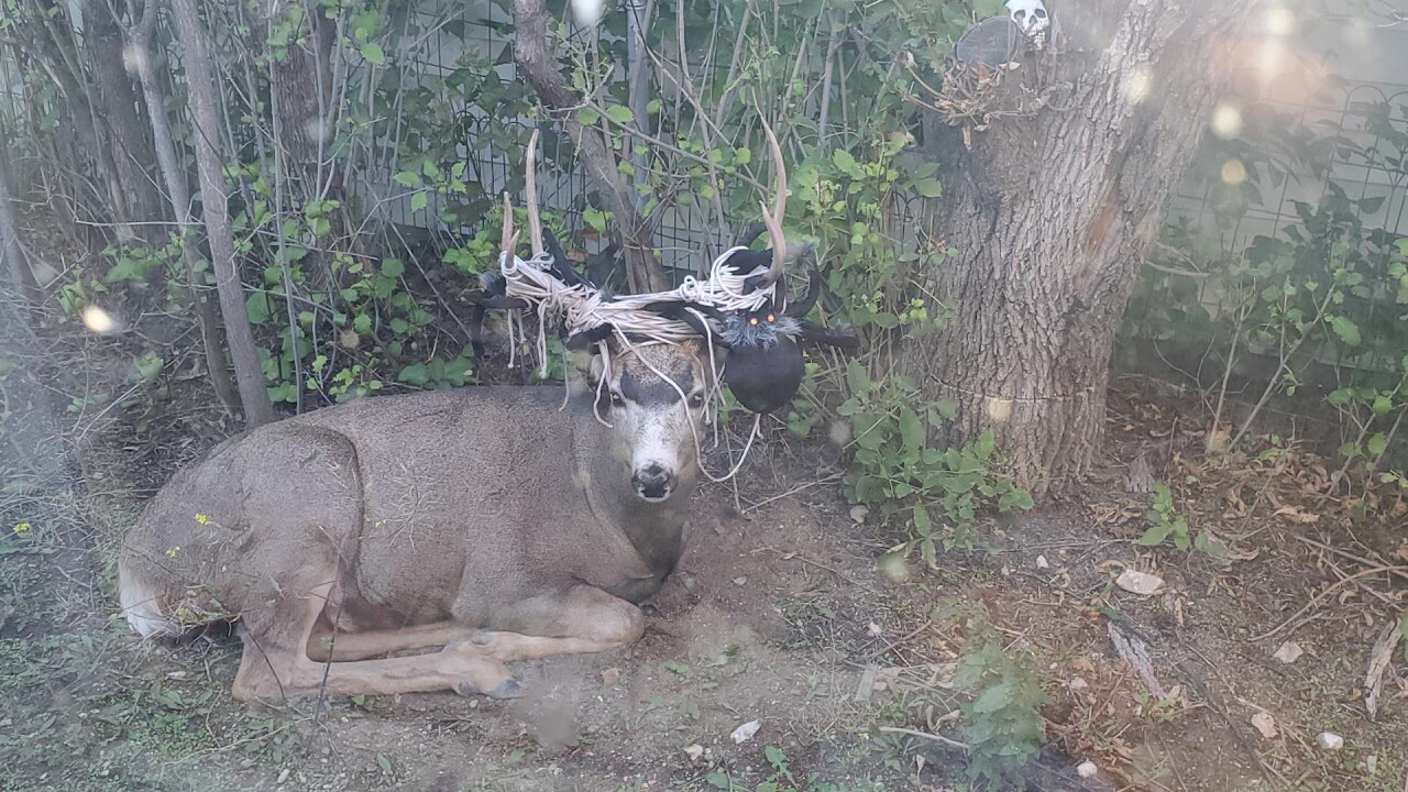 Tangled up deer