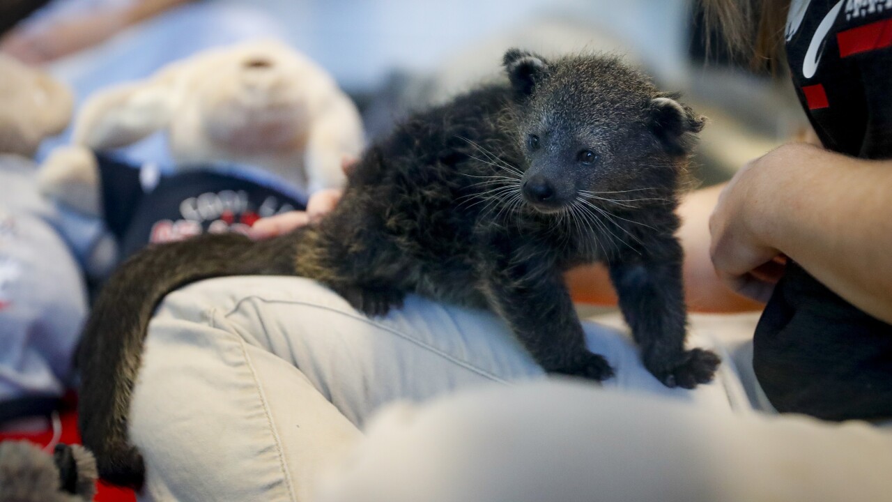 Cincinnati S New Bearcat Mascot Needs A Name