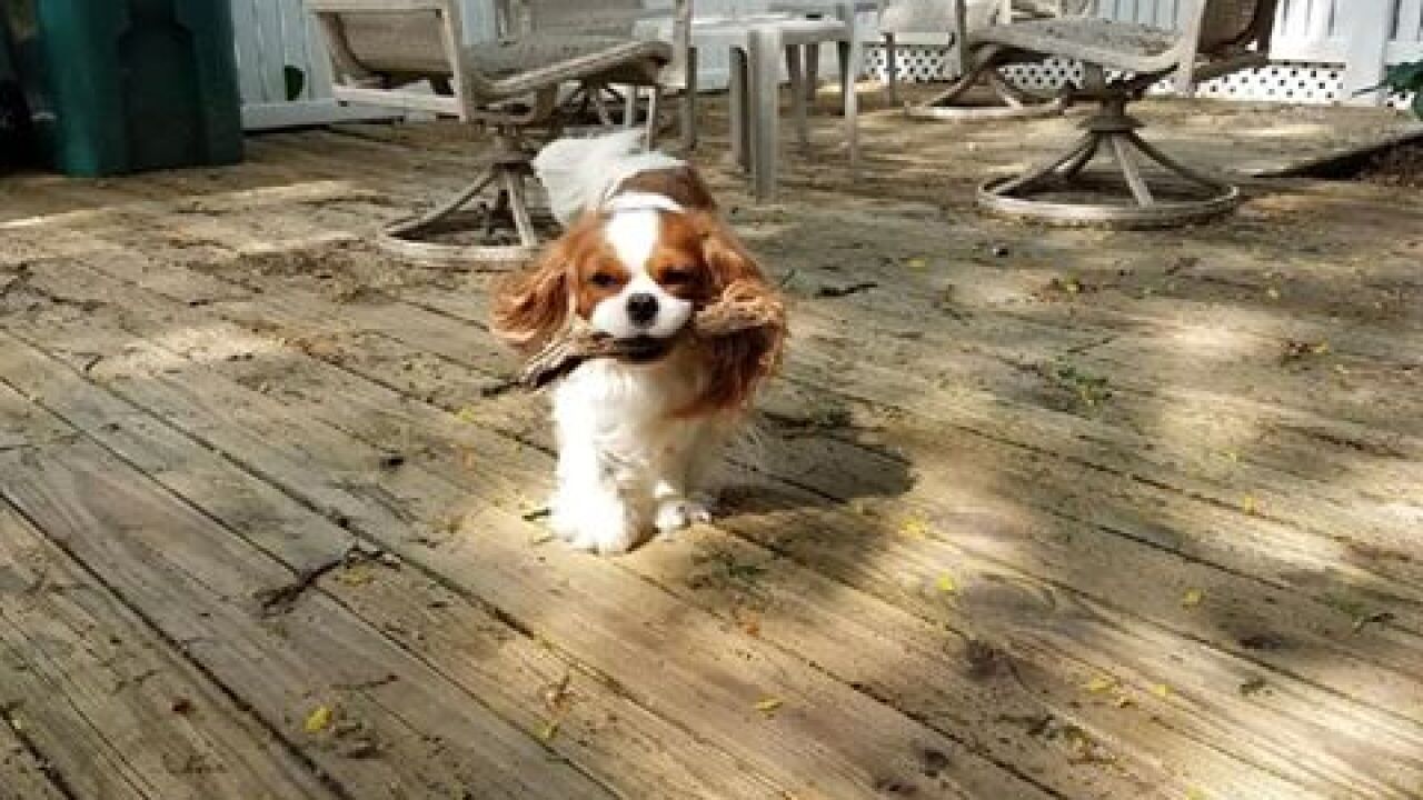 Pet finder - Jasper