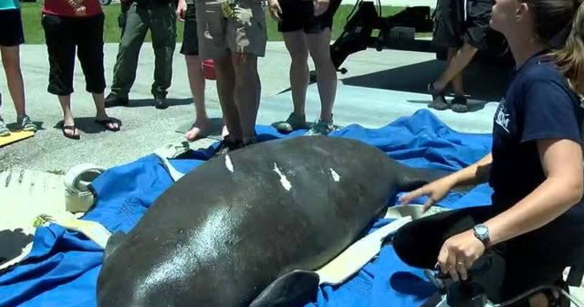 Recovered manatee released into water