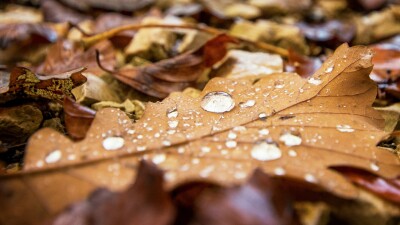 wet leaves fall