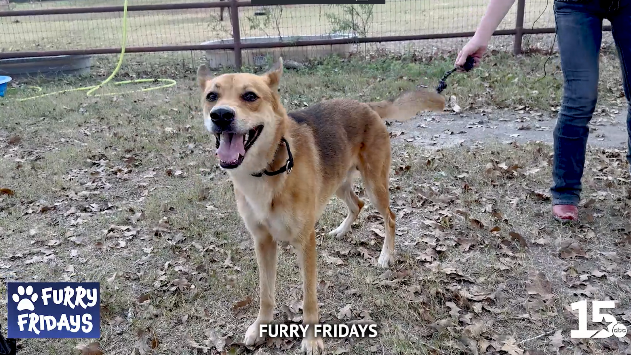 Furry Fridays Santana