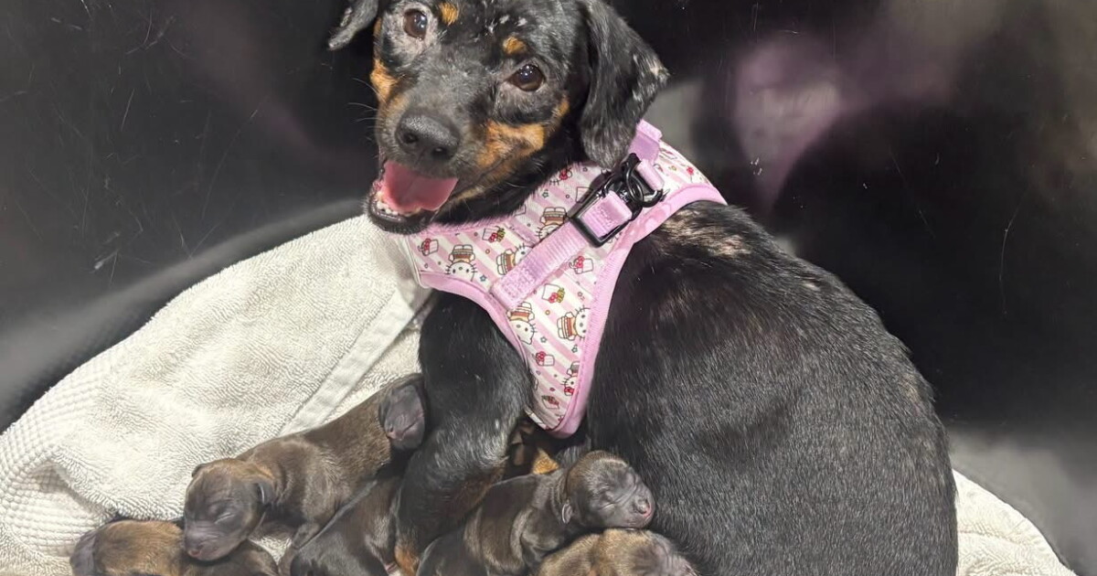 21 dachshund mixes rescued from hoarding situation in Pasco County