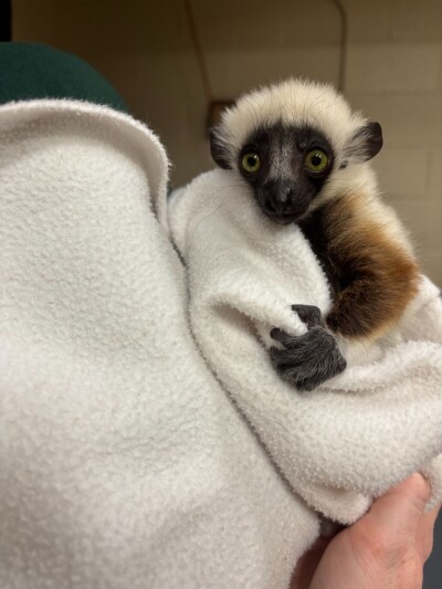 Lemur.jpg