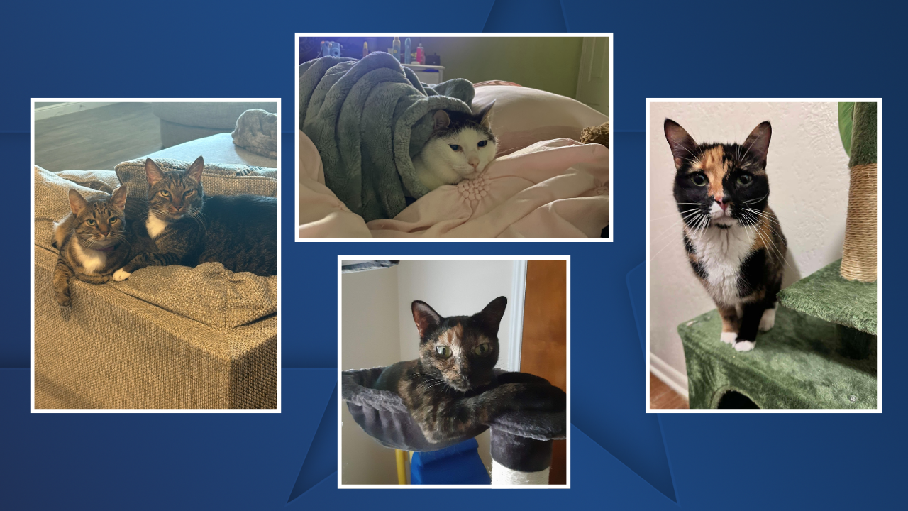 NATIONAL CAT DAY 2025 6.png