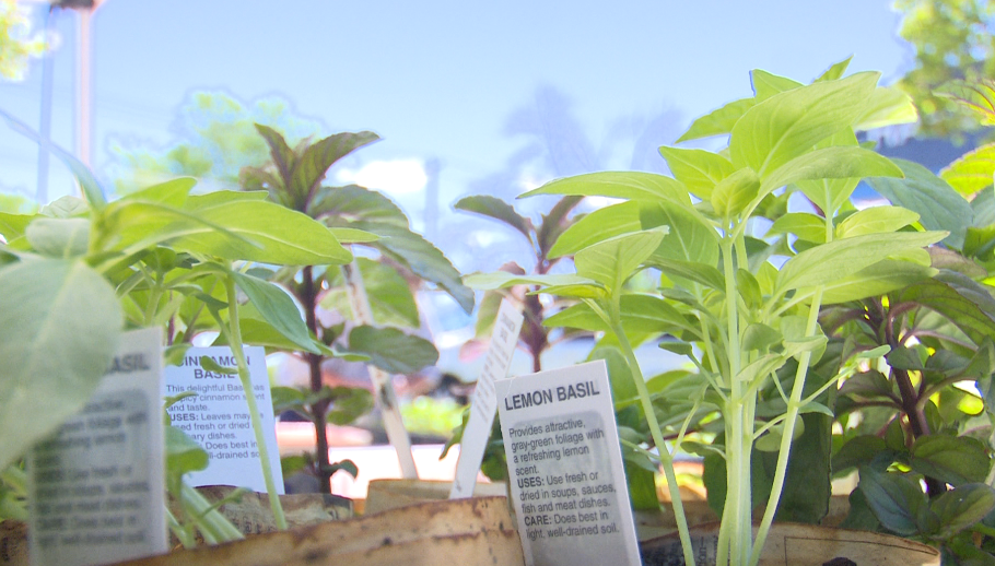Saturday Farmers Market