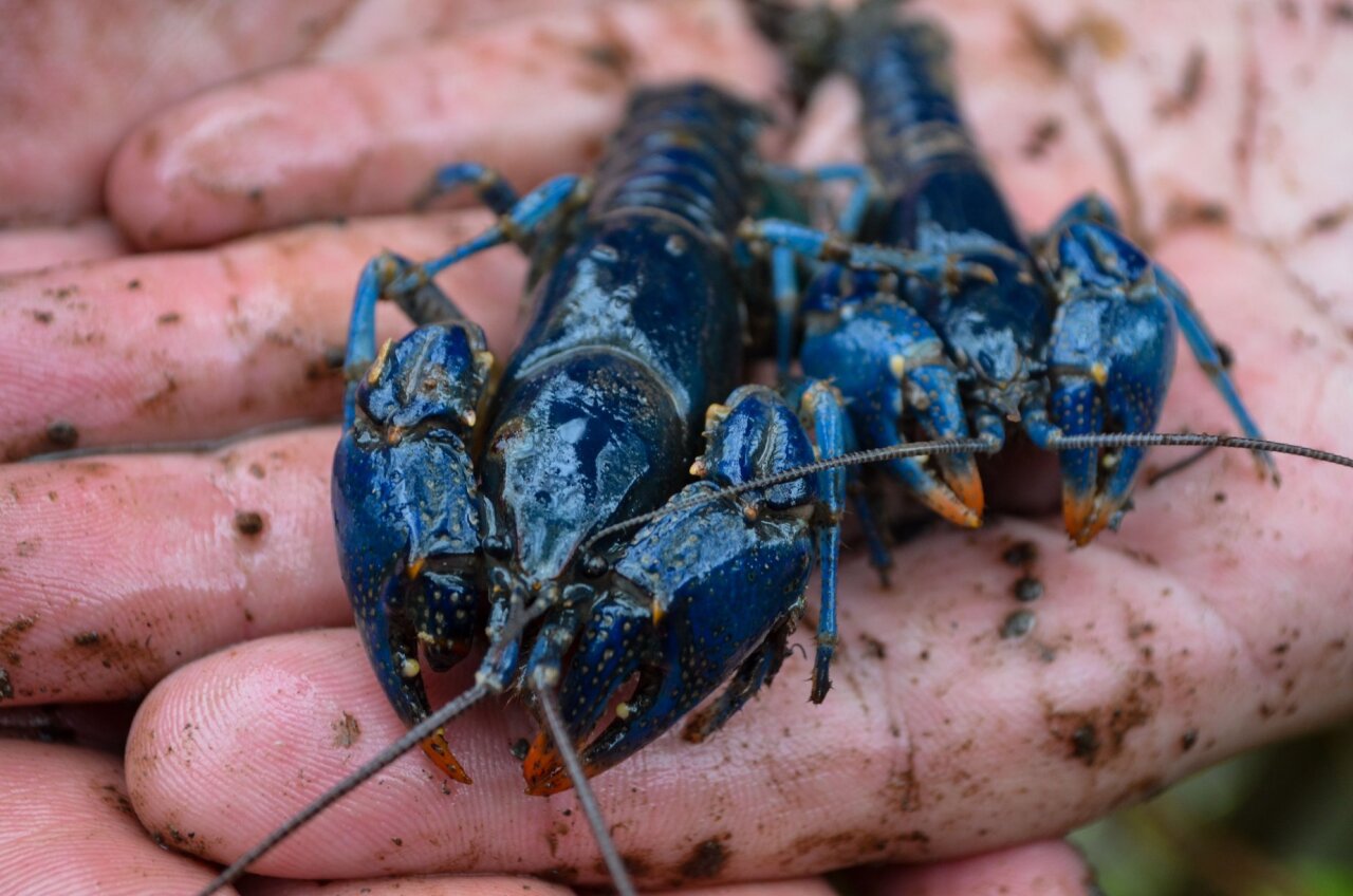 Researchers discover rare blue crayfish in eastern Ohio on May 19.