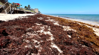 sargassum thumbnail beach.png
