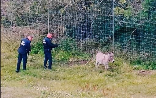 Donkey on I-75