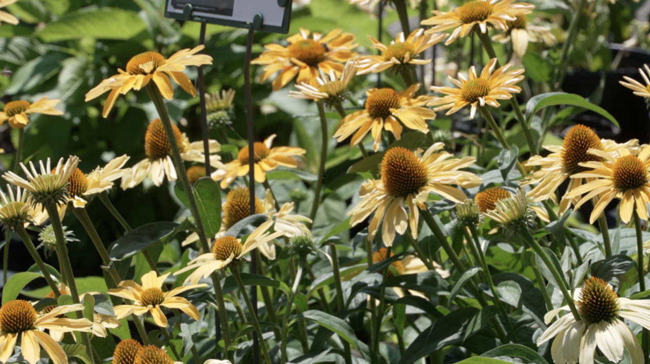 Bright flowers at Zehr's