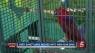Exotic bird shelter migrates to new Hermitage home