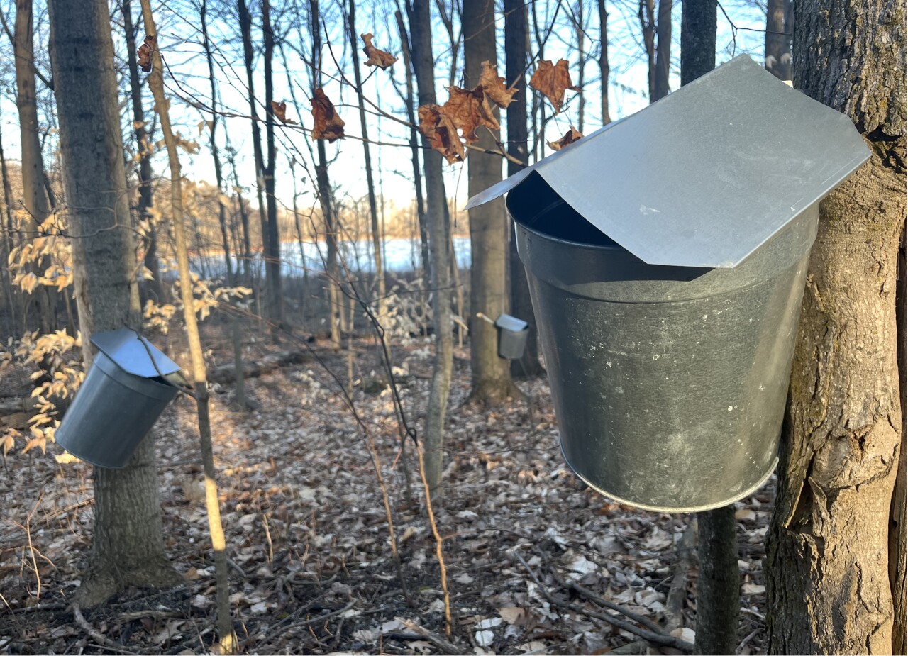 Maple Sap Buckets