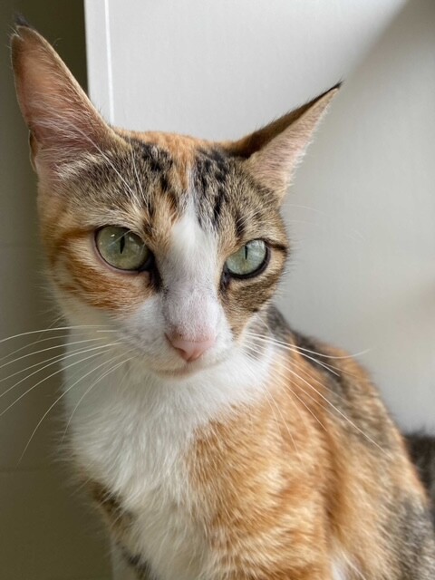 GMA Pet of the Week: Fridge