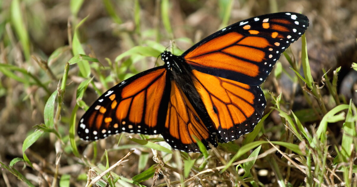 Loss Of Habitat Climate Change Contributing To Declining Of Monarch loss-of-habitat-climate-change-contributing-to-declining-of-monarch
