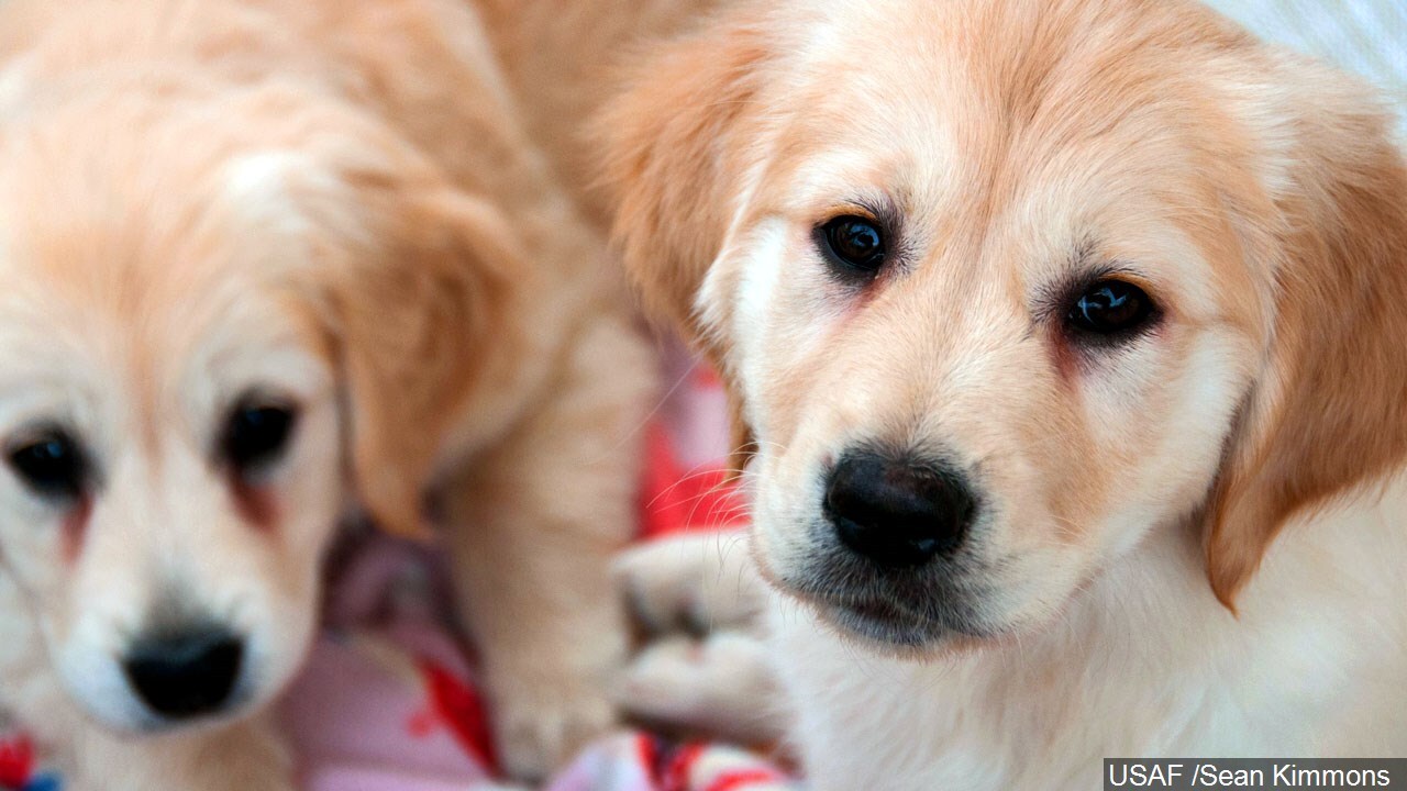 golden retriever puppy dogs.jpg