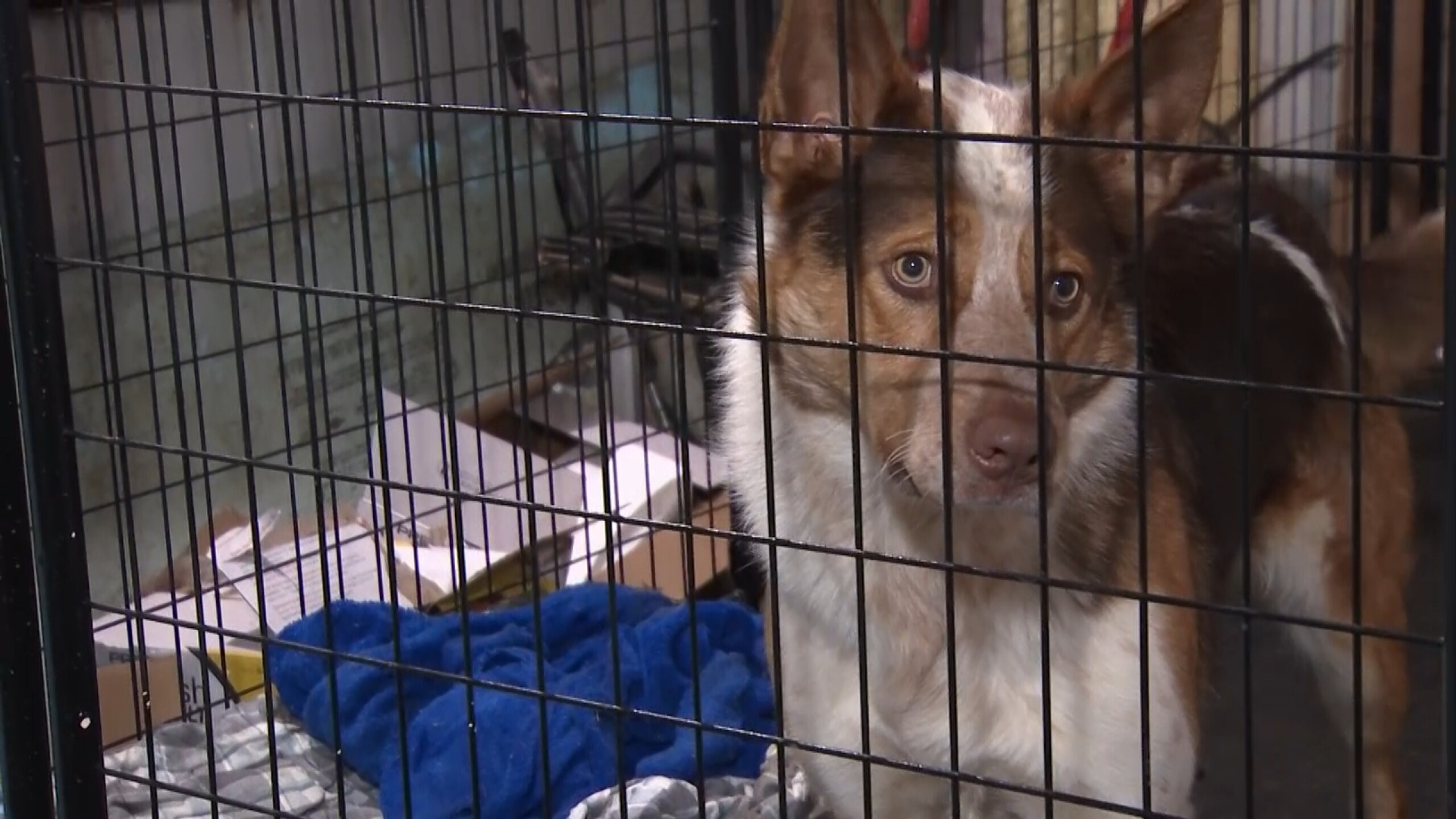 Low temperatures had Help for Homeless Pets in Billings asking for