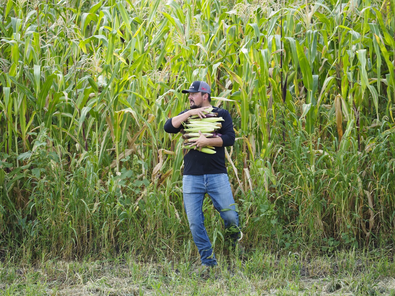Indian corn harvest in Winnebago, NE.
