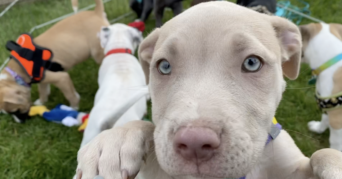 "Brew Crew" puppies looking for a place to call home - Vimarsana News