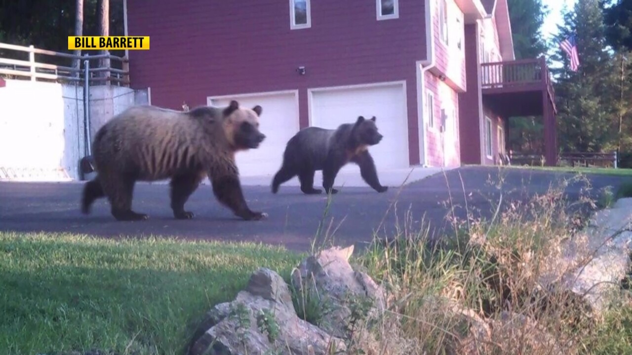 Grizzly Bears Roaming Through Polson Neighborhood Video - 
