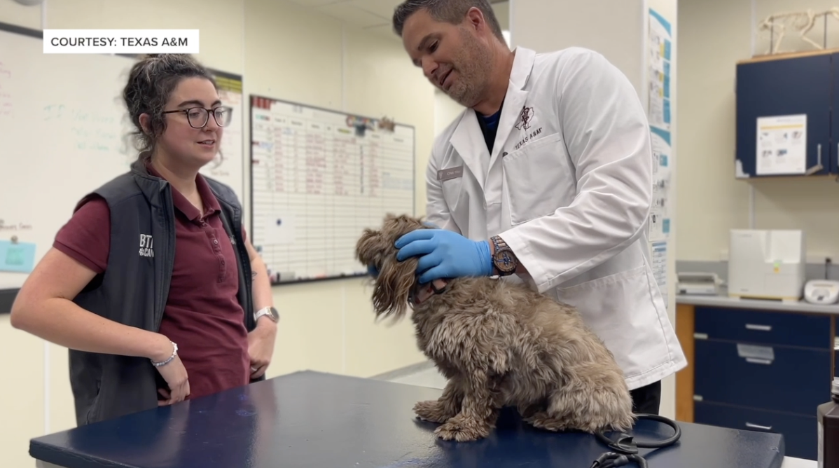 Physical exam being performed by Texas A&M veterinarians
