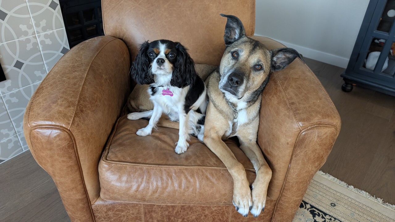dogs.jpg