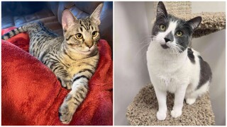 Pets Of The Week: Rocco and Max