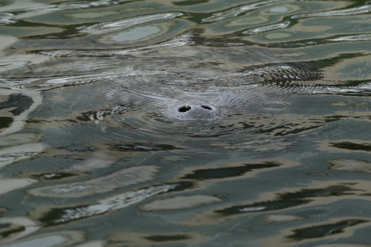 manatee snout in canal, Feb. 16, 2022