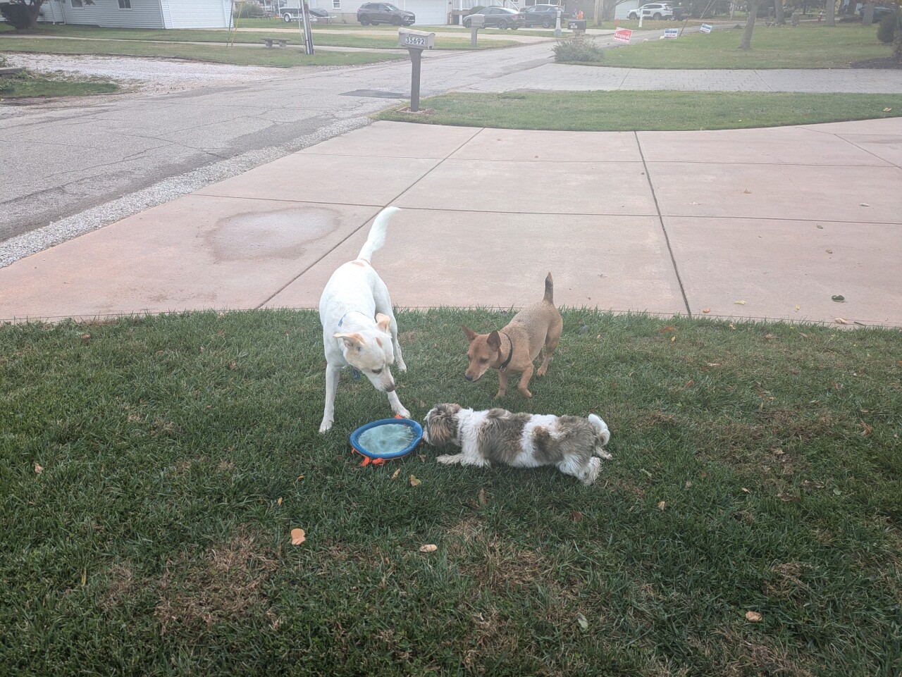 Dog walking forecast