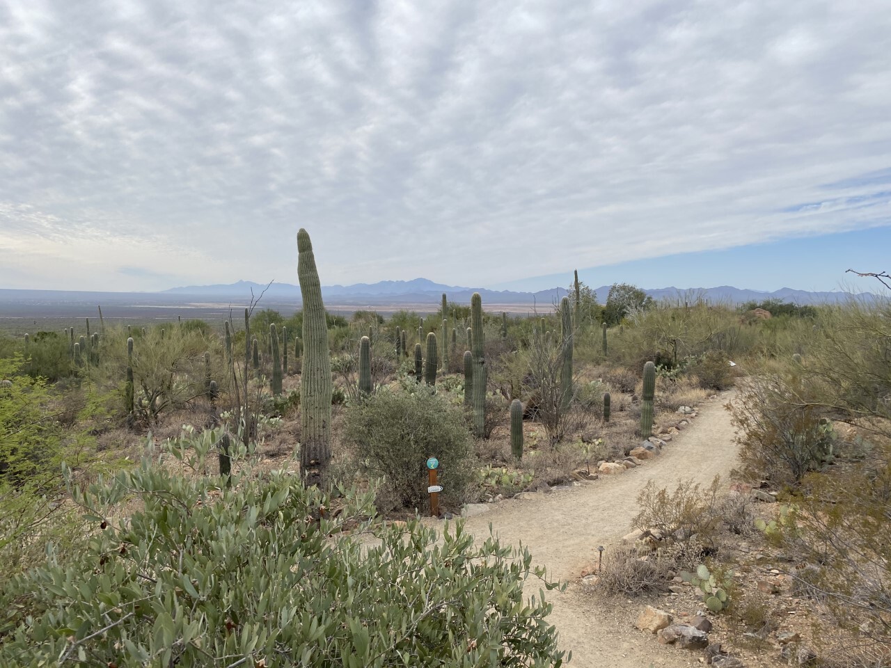 Arizona-Sonora Desert Museum