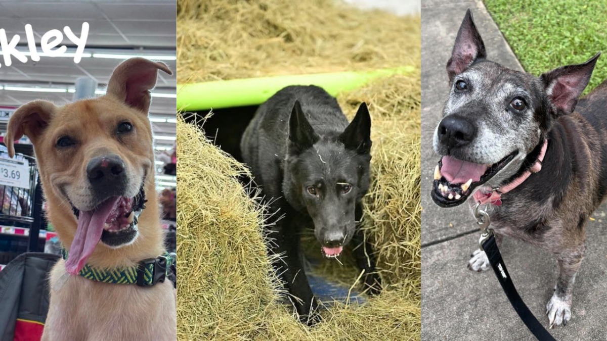 Rescues in Action: Oakley, Arlo and Victoria