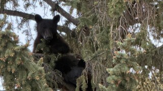 bbears.jpg