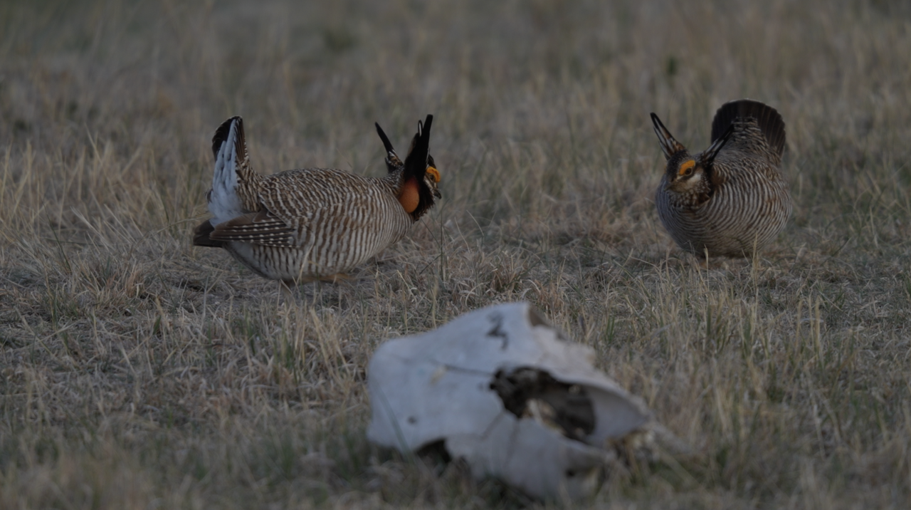 Lesser Prairie Chicken