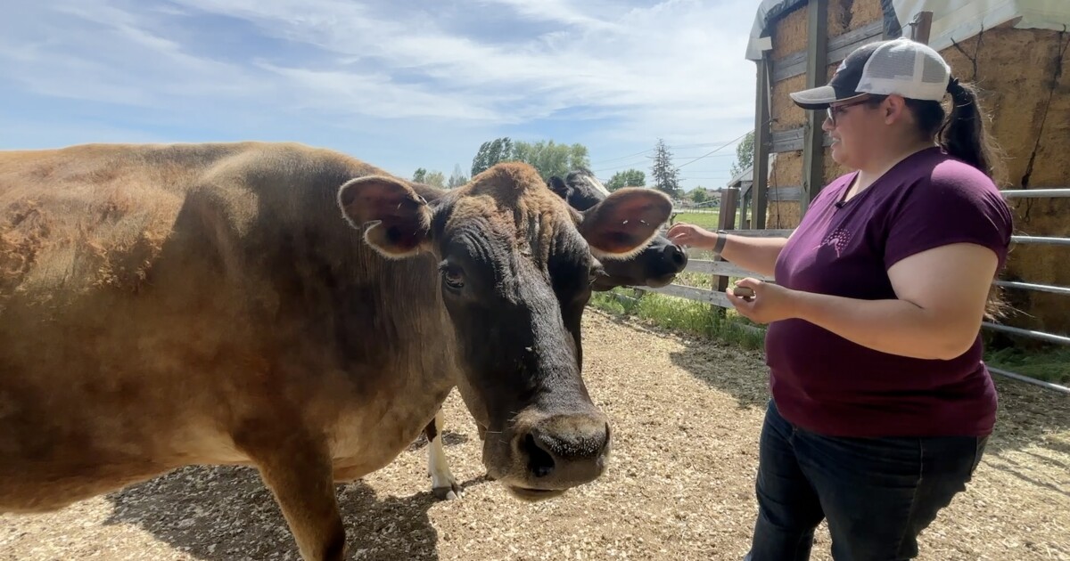 Canyon County Drought, traffic, and rapid growth create new challenges for a Middleton ranch Victoria Rodriguez