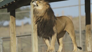 Lions Tigers & Bears Sanctuary