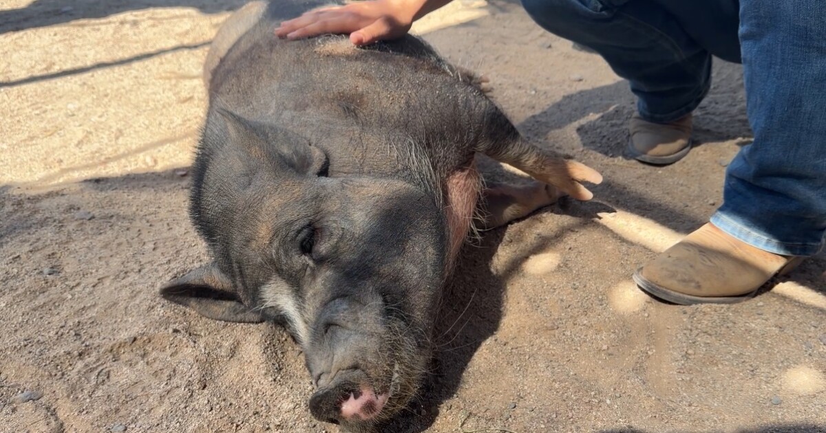 Pot-bellied pigs find safe haven at this sanctuary north of Marana