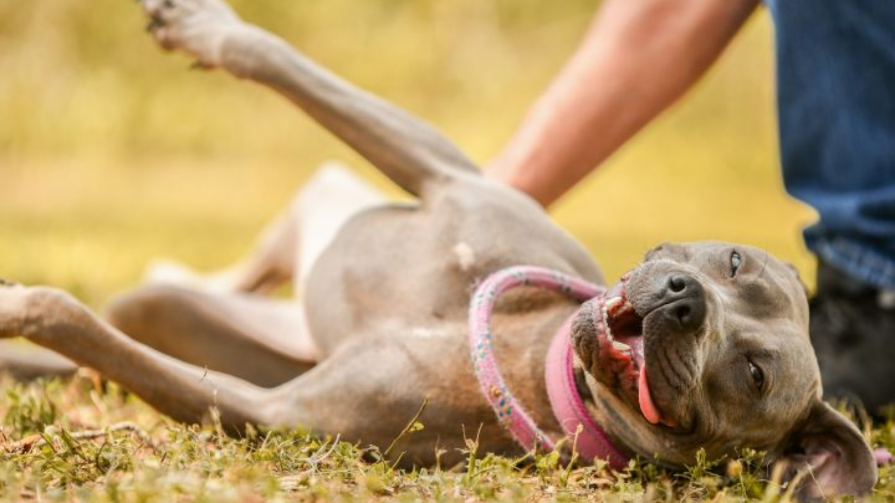 Rescues in Action: Pheobe