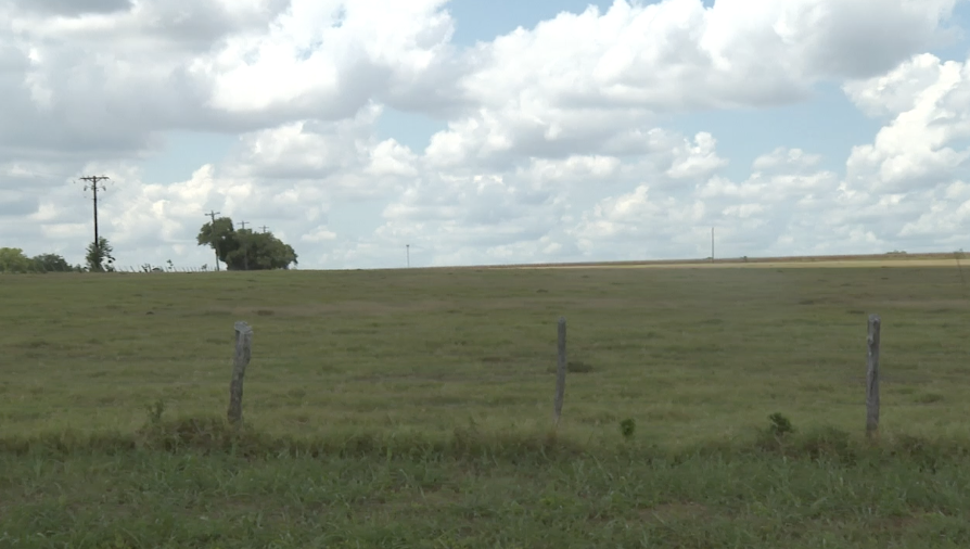 Texas cattle industry getting record calf prices amid supply challenges