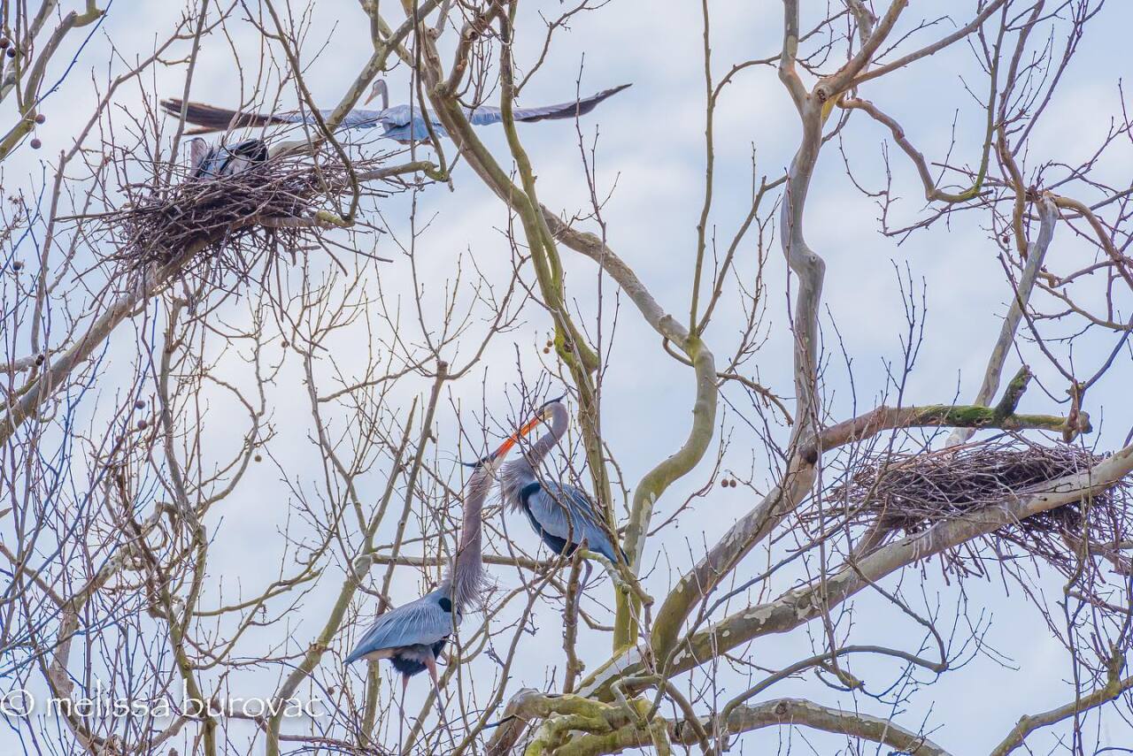 Great Blue Herons at the Bath Road Heronry at the Cuyahoga Valley National Park.