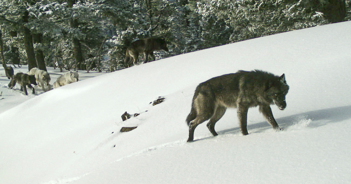 Conservation groups sue over Northern Rockies gray wolf protections - Vimarsana News