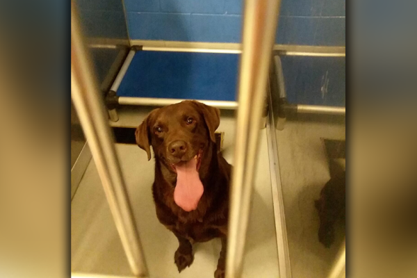 Dog stays by side of brother that was hit by car