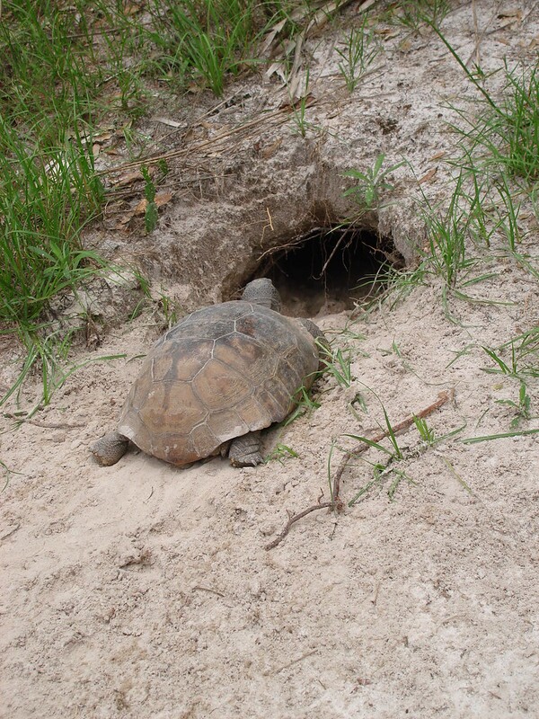 Gopher Tortoise