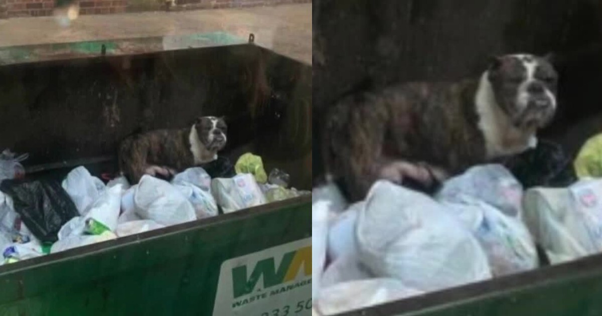 Trash truck driver saves dog: 'She could've got crushed'