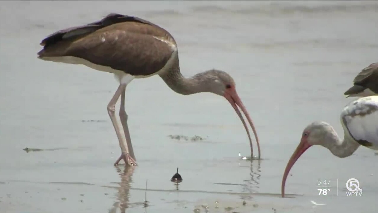 wptv-ibis.jpg