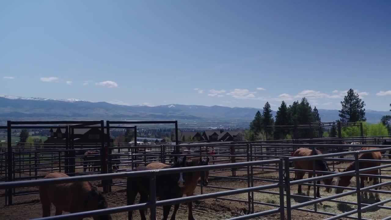 wild horses 