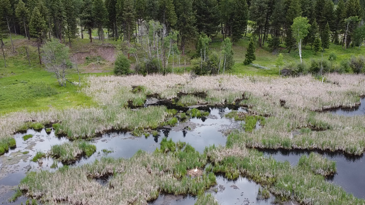 Blackfoot Valley Swan Restoration Update