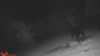 black bear rockwood.jpg