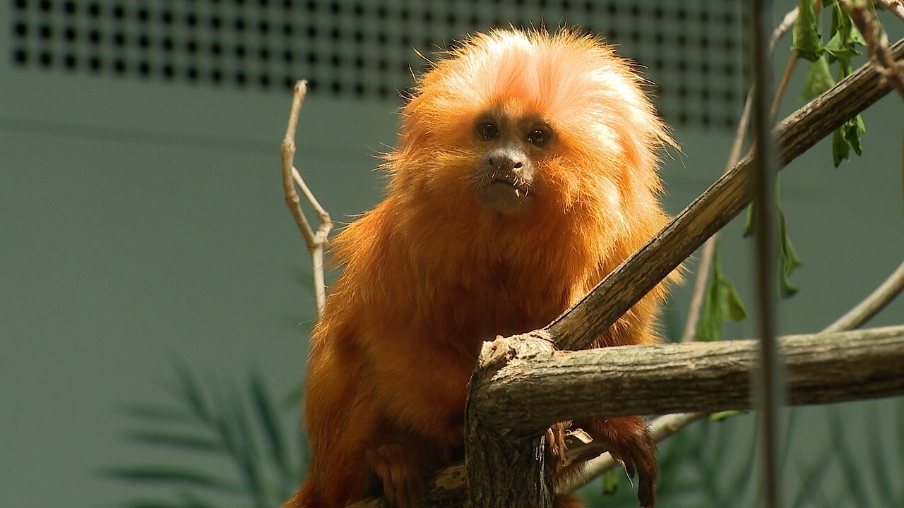 baby monkey.jpg