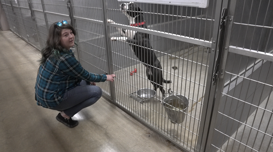 Jackson County Animal Shelter