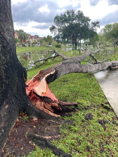 Tree split causing damage at U.S. Highway 1 and Palm Beach Gardens on April 29, 2023