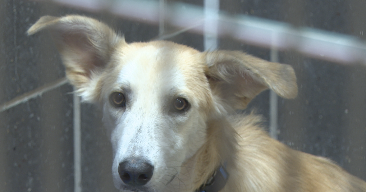 Humane Society of Central Texas to kick off Empty the Shelters campaign